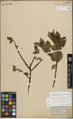 Foto von Salix myrsinifolia Salisb. x Salix phylicifolia L.